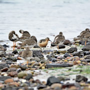 Red knot