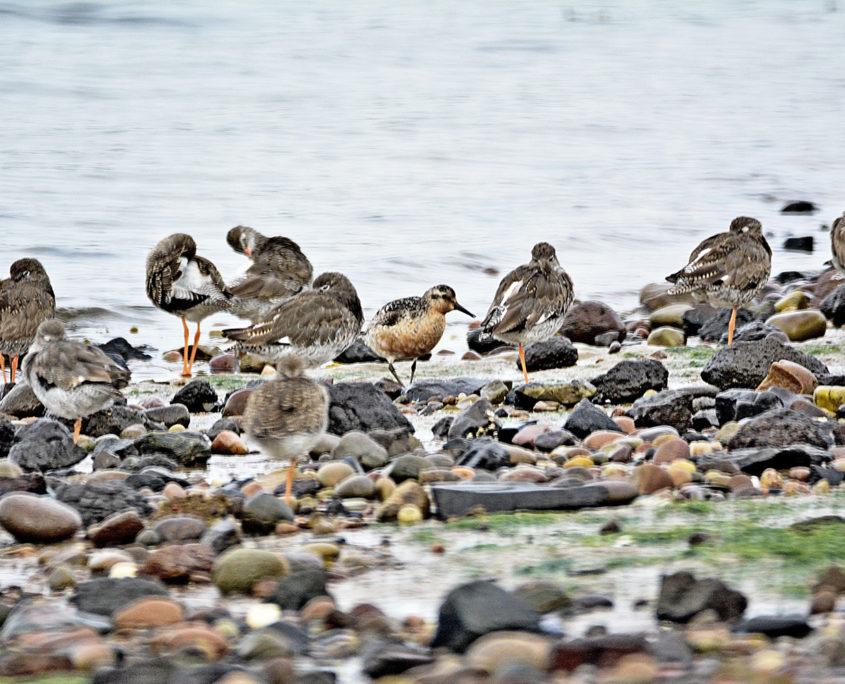 Red knot