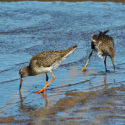 Redshank