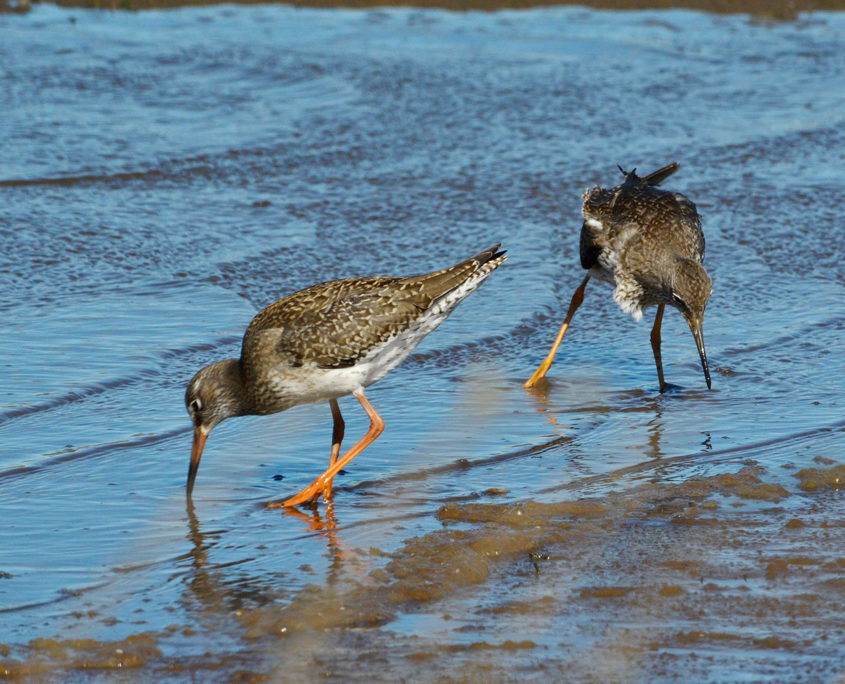 Redshank