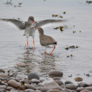 Redshank showing aggression 