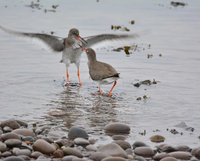 Redshank showing aggression 