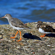 Redshank and Turnstone