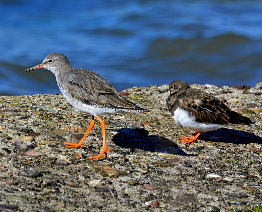 Redshank and Turnstone