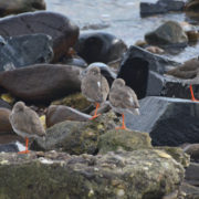 Redshanks