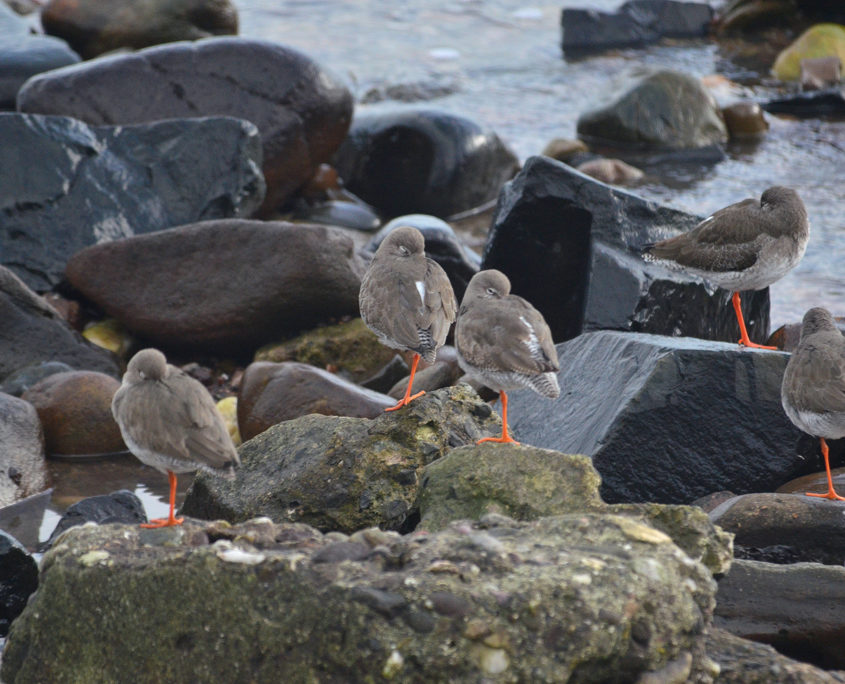 Redshanks