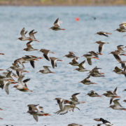 Redshanks in flight