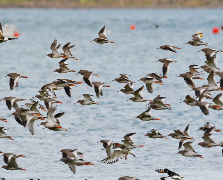 Redshanks in flight