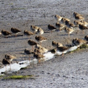 Redshanks roosting