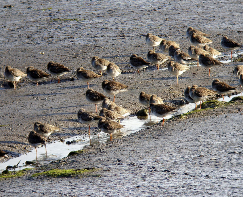 Redshanks roosting