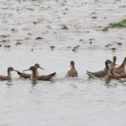 Redshanks swimming