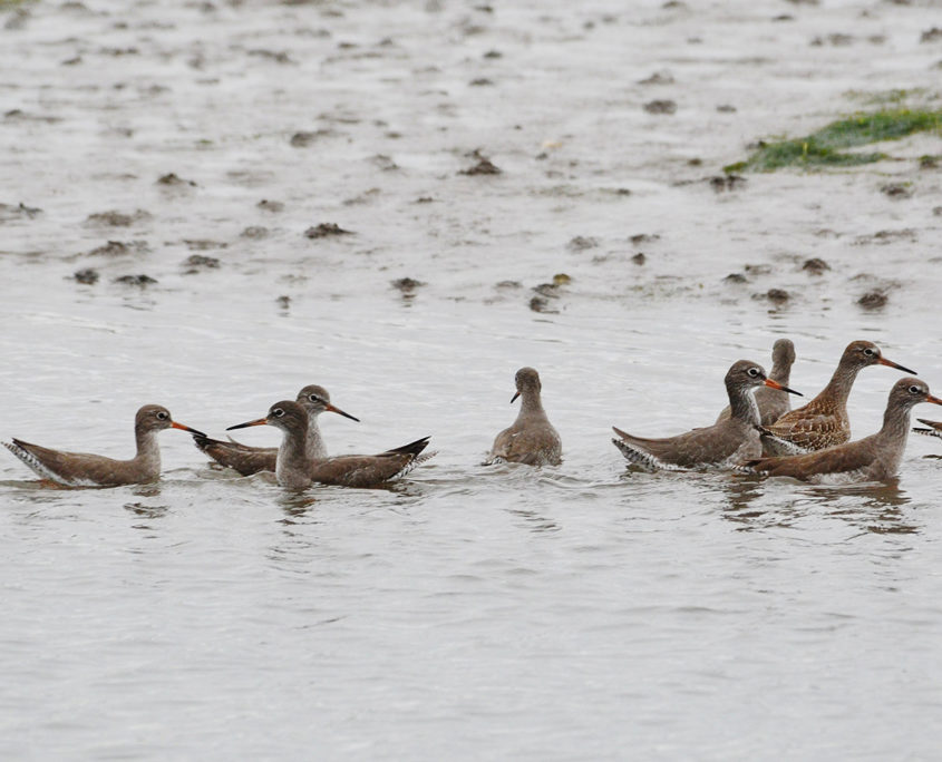 Redshanks swimming