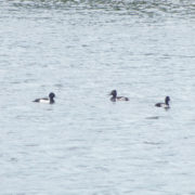 Ringed-neck duck