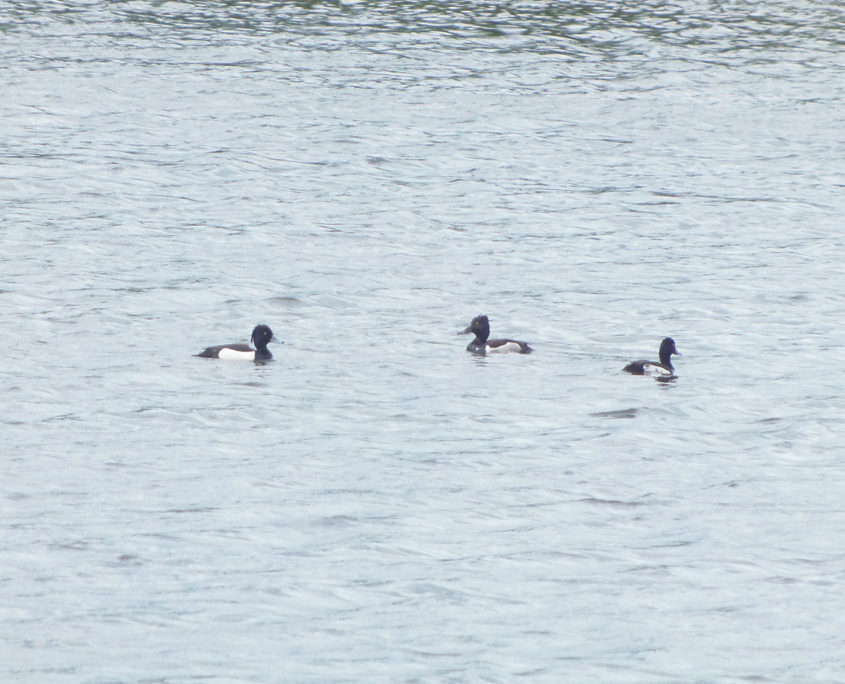 Ringed-neck duck