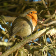 Robin