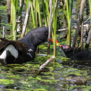 Moorhen