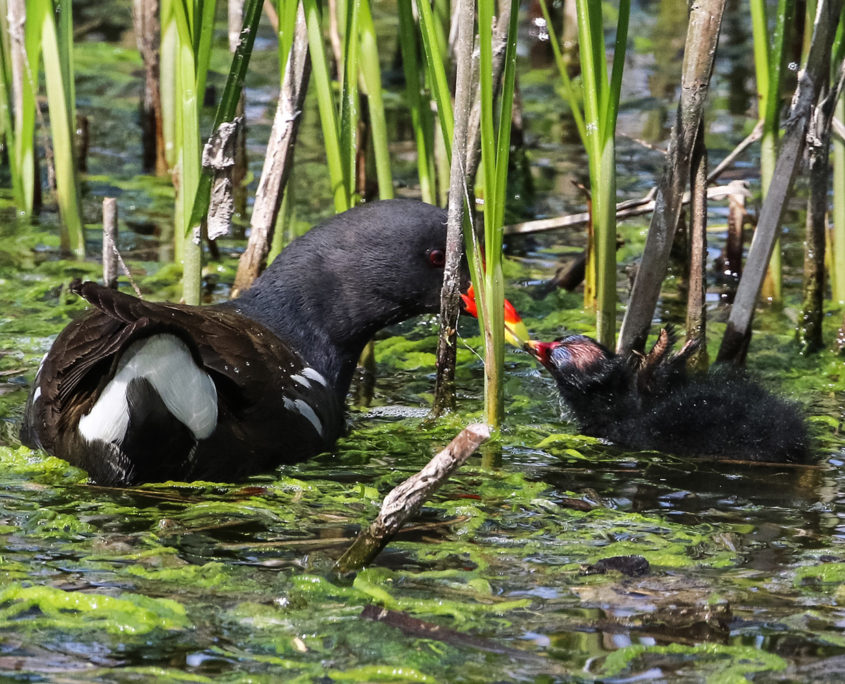 Moorhen