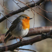 Robin