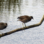 Moorhen (juveniles)