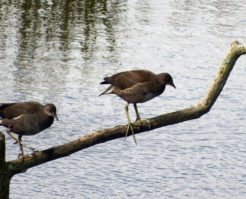 Moorhen (juveniles)