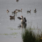 Greylag geese on Balgavies Loch