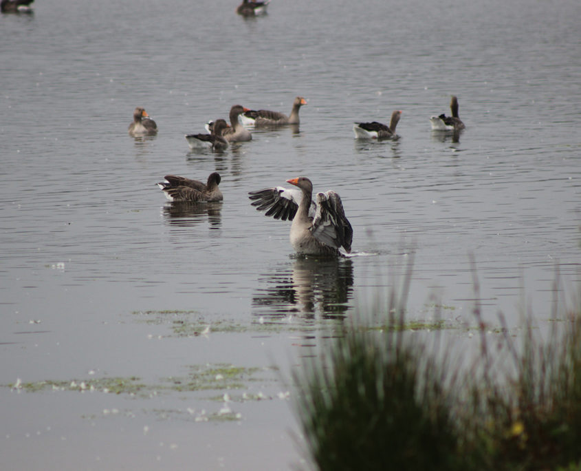 Greylag geese on Balgavies Loch