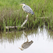 Heron