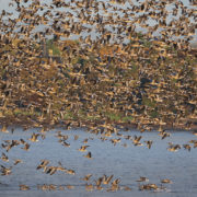 Pink-footed geese in flight