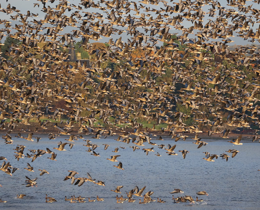 Pink-footed geese in flight