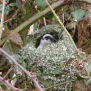 Long-tailed tit at nest