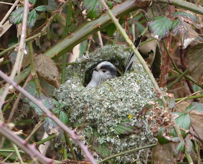 Long-tailed tit at nest