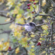 Long-tailed tit