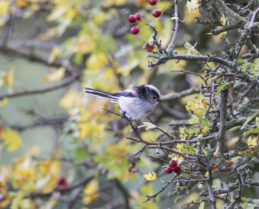 Long-tailed tit