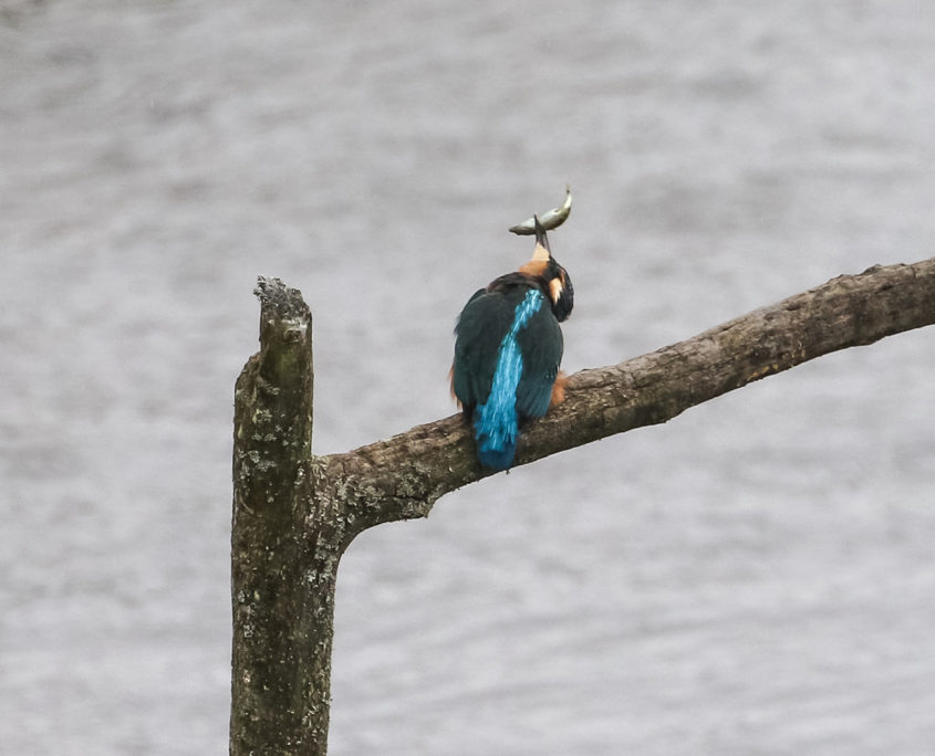 Kingfisher