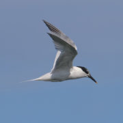 Sandwich tern