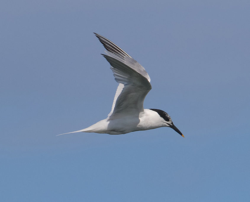 Sandwich tern