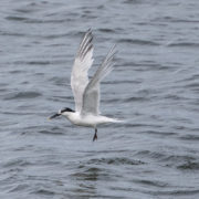 Sandwich tern