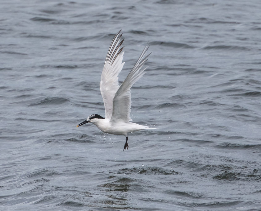 Sandwich tern