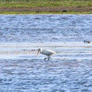 Spoonbill