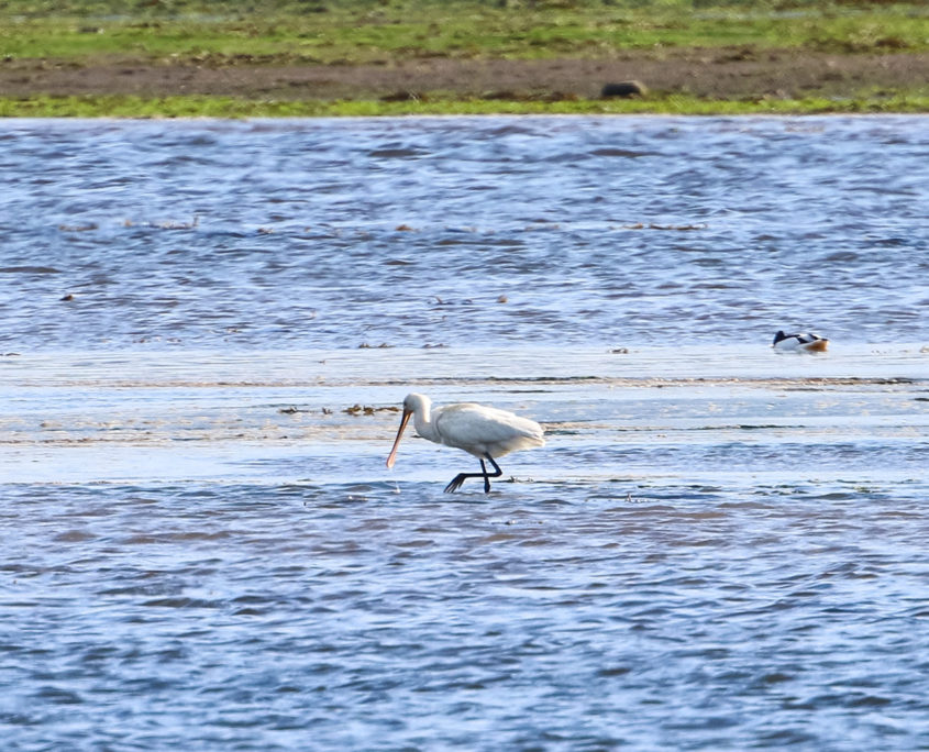 Spoonbill