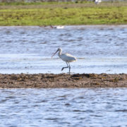 Spoonbill