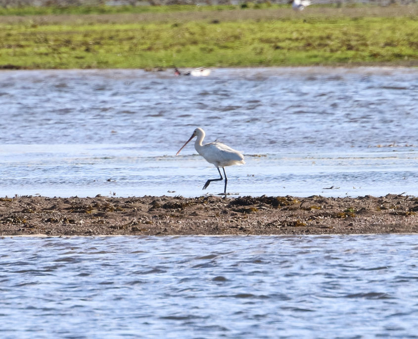 Spoonbill