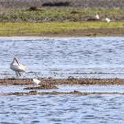 Spoonbill