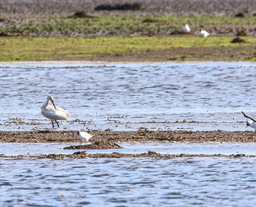 Spoonbill