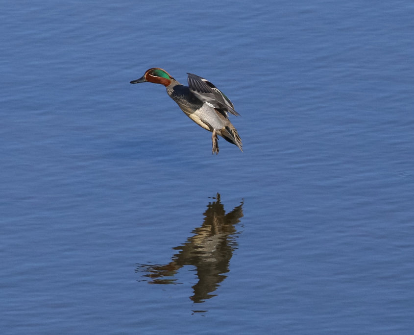 Teal – Montrose Basin Species Database