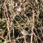 Tree sparrows