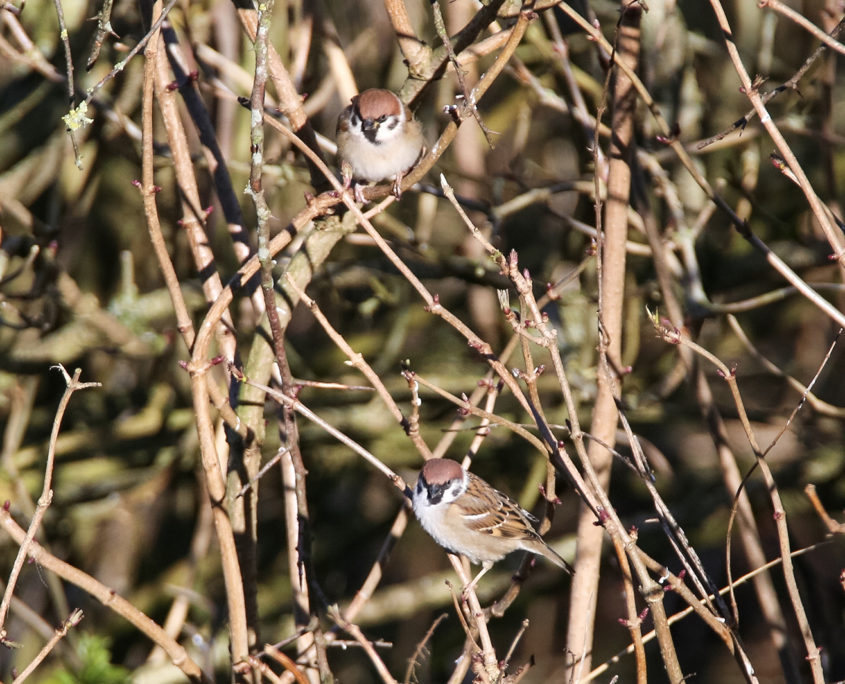 Tree sparrows