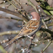 Tree sparrow