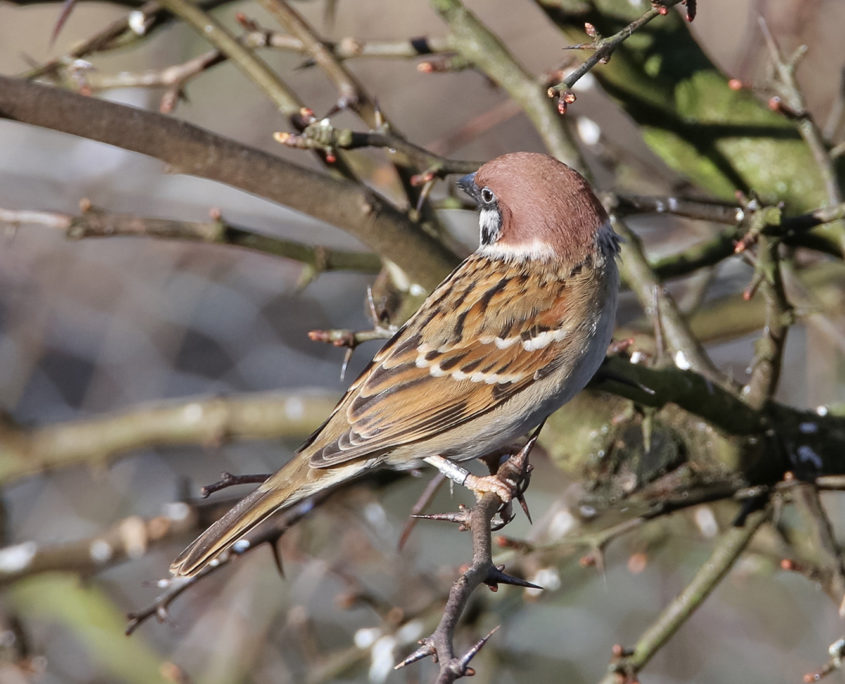 Tree sparrow