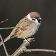 Tree sparrow